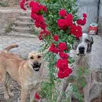 سگ نر الابای|سگ|علی‌آباد کتول, |دیوار
