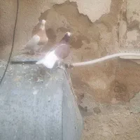 دسته کفتر همه سینه و طوقی|پرنده|شیراز, گلکوب|دیوار