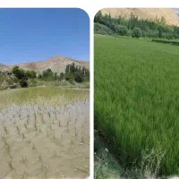تنها نمایندگی اصفهان برای کود ارگانیک