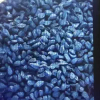 بذر پیاز زرد و سفید فلات