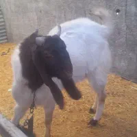 فروش بز و نر بز پاکستانی لنگه ۴ قلو از نسل ۵ قلوزا