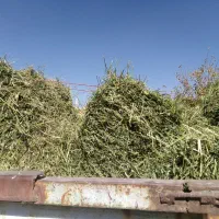 یونجه خشک عالی|خدمات باغبانی و درختکاری|کبودرآهنگ, |دیوار