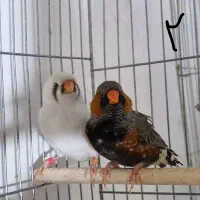 فنچ کینگ فول اورنج|پرنده|بندرعباس, |دیوار