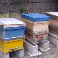 فروش زنبور عسل