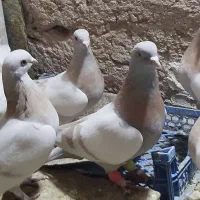 کاد شقشقی وکاکلی. تهرانی|پرنده|ماهیدشت, |دیوار