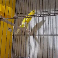 قناری یسر کله ماری