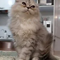 توله گربه اسکاتیش و بریتیش|گربه|تهران, صد دستگاه|دیوار