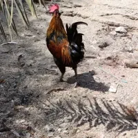 خروس و مرغ محلی بندرلنگه|حیوانات مزرعه|بندرلنگه, |دیوار