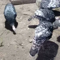 7بوقلمون یک نرو و6ماده تخم گذارند چندم غ وخروس|حیوانات مزرعه|خلیل شهر, |دیوار