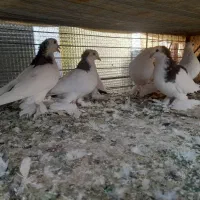 کبوتر اوجا پاجا