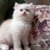 پرشین کاراملی