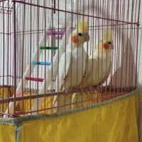 فروش یک جفت عروس هلندی