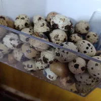 تخم بلدرچین|خوردنی و آشامیدنی|نیشابور, هفده شهریور|دیوار