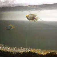 ماهی پرد|ماهی|رباط‌کریم, رباط‌کریم|دیوار