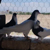 کفتر رنگی|پرنده|الوند, |دیوار