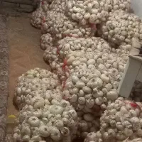 پیاز خوردن|خوردنی و آشامیدنی|زاوه, |دیوار