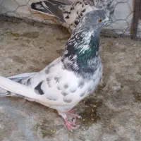 کفتر پرشی|پرنده|رودشت (اصفهان), |دیوار
