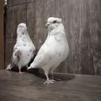 کبوتر|پرنده|هرسین, |دیوار