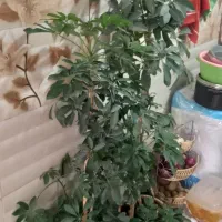 گل طبیعی شفلرا