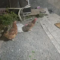مرغ تخم کن