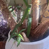 درختچه یوکا|گل و گیاه طبیعی|تهران, فلسطین (میدان انقلاب)|دیوار