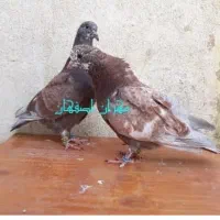 کبوتر جوجه پیش فروش|پرنده|کاشان, فرودگاه کاشان|دیوار