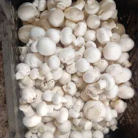 قارچ رجه۱/قارچ درجه۲/قارچ درجه۳|خوردنی و آشامیدنی|پاکدشت, پاکدشت (مامازند)|دیوار