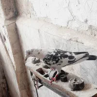 نر فروشی فریمان قابل ارسال|پرنده|فریمان, |دیوار