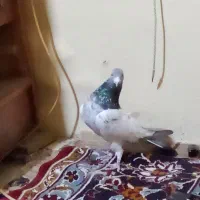 دو تا کبوتر|پرنده|سراب, |دیوار