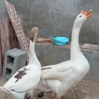 قوقاز  نر و ماده