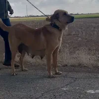 وگزاری سگ ماده