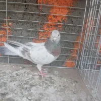 سرور