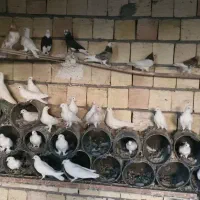 ۷۰ عدد کبوتر سفید ورنگ برای فروش