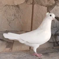 دو عدد کبوتر|پرنده|مسجد سلیمان, |دیوار
