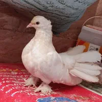 کفتر دم چتری