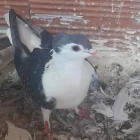 گرفتنی شکار