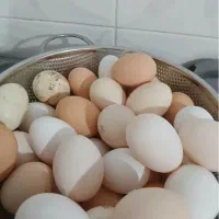 تخم مرغ نطفه دار
