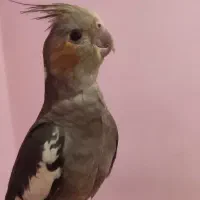 عروس هلندی گمشده