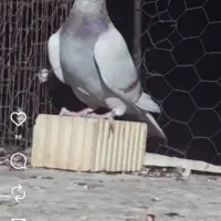 ماده پیازی کارداده