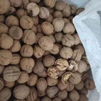 گردو چرب وتازه