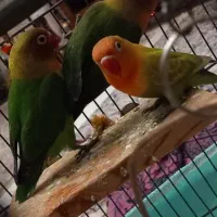 طوطی برزیلی