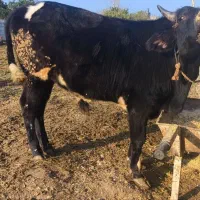 گوساله ای نر محلی|حیوانات مزرعه|خرم‌آباد (تنکابن), |دیوار