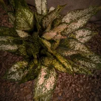 کالای منزل|کنسول، بازی ویدئویی و آنلاین|بروجرد, |دیوار