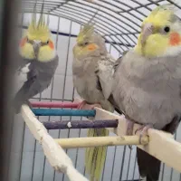 عروس هلندی|پرنده|طبس, |دیوار