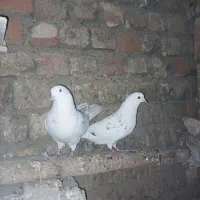 کبوتر خال سرور|پرنده|ساوه, |دیوار