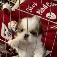 فروش توله شیتزو سوپر فلت دوماهه