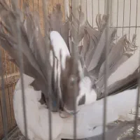 چتری و رواعب|پرنده|قم, حنیف نژاد|دیوار