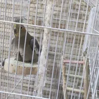 عروس هلندی|پرنده|نوشهر, |دیوار