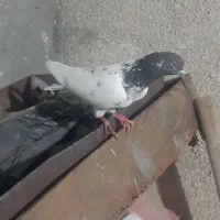 نرکله سبز گرفتنی|پرنده|زابل, |دیوار