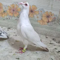 گم کردم دیشب ابناروجلتم بودن به قیمت بالا میخوام|حیوانات|سبزوار, کوی گلستان|دیوار